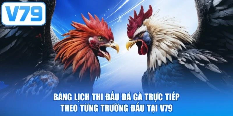 Bảng lịch thi đấu đá gà trực tiếp theo từng trường đấu tại V79