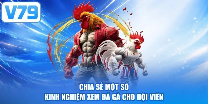 Chia sẻ một số kinh nghiệm xem đá gà cho hội viên