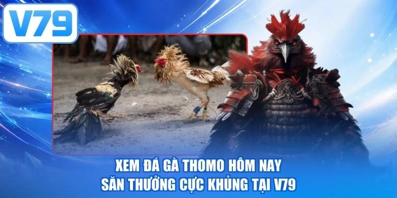 Xem Đá Gà Thomo Hôm Nay - Săn Thưởng Cực Khủng Tại V79