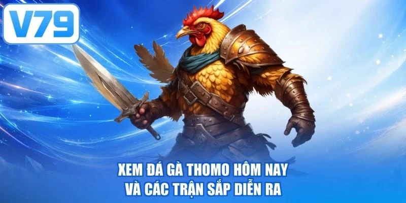 Xem đá gà Thomo hôm nay và các trận sắp diễn ra